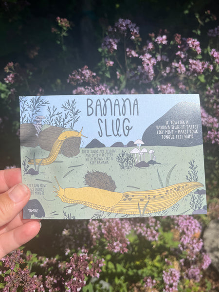 Banana Slug Postcard