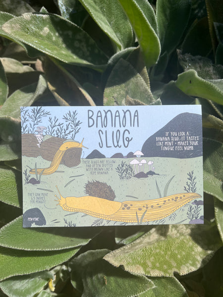 Banana Slug Postcard