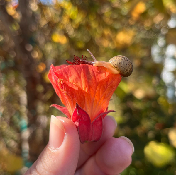 Illustration Workshop