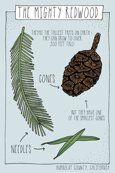 Mighty Redwoods Postcard