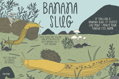 Banana Slug Postcard