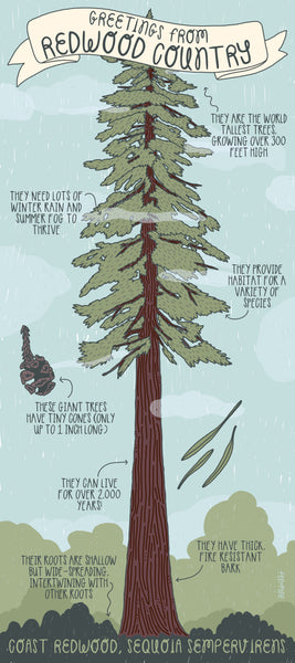 Greetings from Redwood Country Postcard