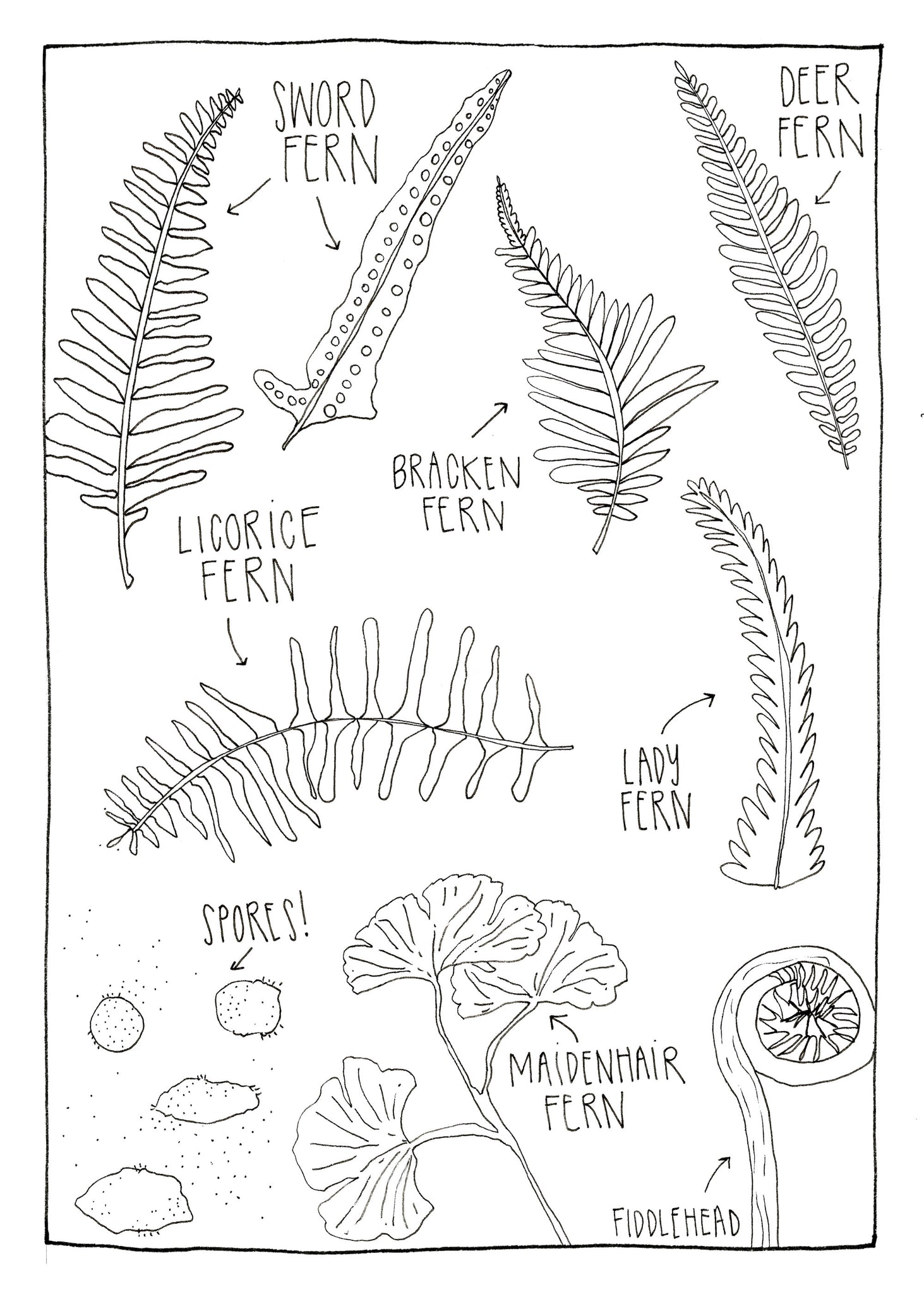 Colorable Ferns Postcard